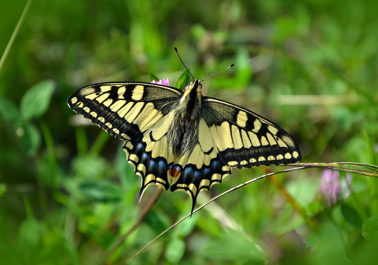 How to Make Your Own Natural Insect Repellent